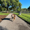 English bulldog stud