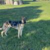 GSD/Catahoula Leopard Dog 10 month old male