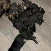 Cane Corso Puppies 11 weeks old 