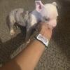 3 Female American XL Pitbulls