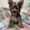 Yorkshire Terrier Female Puppies