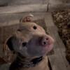 One year old male pitty to good home free