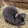 Mini Plush Lop bunnies