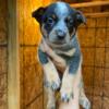 Blue Heeler Puppies Located in Alvin Tx