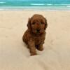 Hathaway- Mini Goldendoodle Puppy