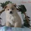 Autumn Female AKC Shiba Inu $850