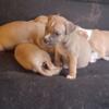 Pitbull puppies for sale