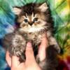 Male Persian kitten Pansy SOLD