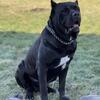 Cane Corso Puppies for sale