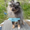 Merle boys pet home Pomeranian REDUCED