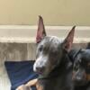 Quality Bred AKC Doberman pup