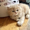 Playful Persian kittens need homes