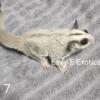 Lineaged Sugargliders