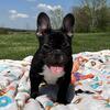 Susie- Brindle FEMALE- Kentucky KY. French BULLDOG