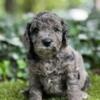 Edgar- F1B Male Ohio Cockapoo  - Shipping Available! - Non Shedding - Hypoallergenic - Edger is Sold!