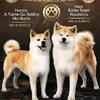 Japanese Akita Inu Puppies – Top FCI Bloodlines, Reservations Open