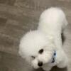 AKC Male Bichon Frise