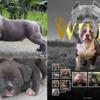 Elite American Bully Puppies Available!  Ch Willy   DRIPPINBULLY Bella