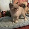 CFA Reg Color Point Exotic Shorthair #1 Male, Pretty Baby!