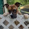 10 months old Boxer x Beagle Mix $25 