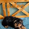 Easton traditional boy yorkie Florida READY 