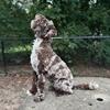 Mini Cockapoos Coming in June 2026