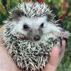 Hedgehogs- Pickup available in the Hampton Roads area, Richmond, Fishersville VA areas in June