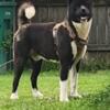 16month old Purebred Akit Akc registered mild manner beautiful great with kidsMust have a loving home and backyard.