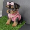 Teacup Yorkies