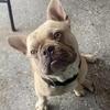 Male Frenchie