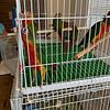 Bird. Green cheek, baby, adults ready for breeding