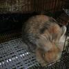 Satin/Lionhead mix 