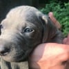 Weimaraner Puppies 