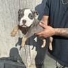 Xl bully pups 