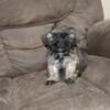 Imperial Shih tzu pups