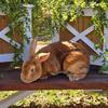Pedigreed Standard Rex Rabbits for sale.