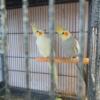 Mated pair of Cockatiels 