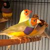 lady gouldian finches