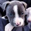 Female Merel Pitbull Terriers now available