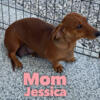 Dachshund AKC mini's ~ $650 765-597-2340