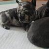 Frenchie fluffy
