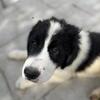 Designer Giant Panda puppies -Alabai and  Newfoundland/Landseer Top bloodlines