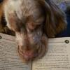 AKC-registered English Springer Spaniel stud service