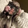 Pug puppies coming March 29