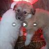 Designer Livestock Guardian Dogs