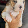 AMERICAN BULLY PUP