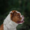 FLUFFY Mammoth Olde English Bulldogge Available for Stud Services