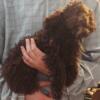 Teddy toy poodle male tiny under 7# grown PET ONLY!