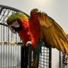 One Gorgeous Macaws for Sale: ( Harlequin )