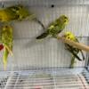 Black wing split crested budgie babies 